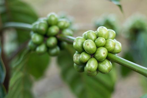 where does caffeine come from