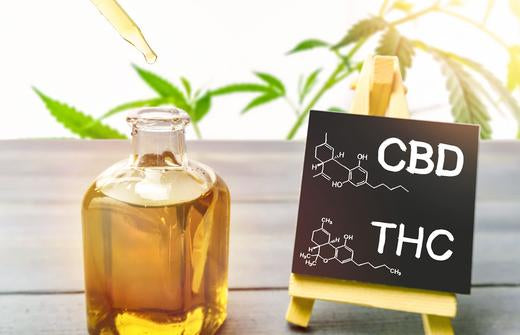 cbd vs thc what is the difference